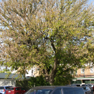 Box elder- Cambridge Tree Trust